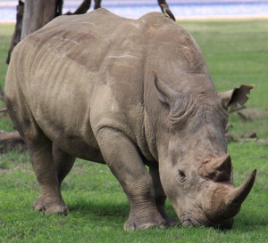 Critically endangered Rhinoceros grazing in Lake Nakuru National Park