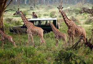Capture incredible moments while game driving in Naboisho Conservancy and the Masai Mara National Reserve.