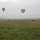 A lion and a topi cross each other’s path as two hot air balloons float above on an early morning balloon safari in the Masai Mara National Reserve.