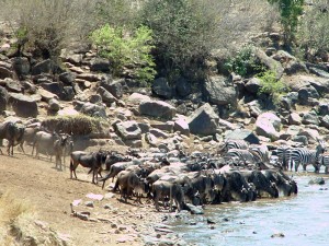 These wildebeest and zebra nervously scrutinize what is lurking in the Mara River before they decide to cross from Tanzania to Kenya during the great migration.