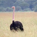 Male ostrich are effective multi taskers – they woo and dance for their female mate, take care of the eggs and young chicks, protect the family and ensure there is food on the table.