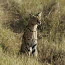 We were very lucky to get such a great viewing of this Serval cat while on a game drive in the Masai Mara National Reserve in the late afternoon.
