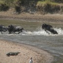 Crocodiles wait patiently for the opportunity to strike at wildebeest as they cross the Mara River in the Masai Mara National Reserve.