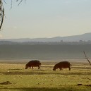 In the early morning as the sun begins to rise over the hills in the Masai Mara these hippopotamus enjoy the cool air before retreating to the water.