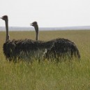 These two ostriches were deep in conversation when we drove by on a game drive. Still wonder to this day what they were talking about!