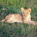 At certain times of the year the Masai Mara National Reserve has an abundance of baby animals like this young lion cub.
