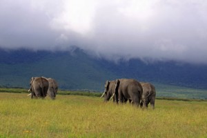 Amboseli National Park has some of the most dramatic scenery due to its close proximity to Mt Kilimanjaro, here the morning mist is just starting to lift over the hills.