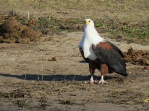 The fish eagle is an incredibly efficient hunter, we spotted this one on the shores of Lake Naivasha in Kenya