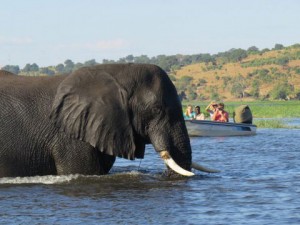 Enjoying an afternoon cruise along the Chobe River in Botswana spotting elephants frolicking in the water