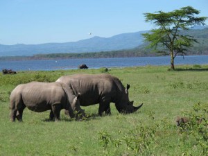 This Rhino couple in Lake Nakuru National Park will stay together for life producing a young one at most every 2 years. One of the reasons they are critically endangered