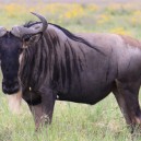 Wildebeest are most at home in places like the Serengeti National Park and Etosha National Park where there are open savannah plains. On our game drives we are sure to come across many wildebeest