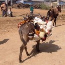 Donkeys are used to transport everything from water to furniture to chickens throughout Ethiopia, Kenya, Tanzania and Malawi