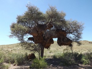 Sociable weaver nests are a common site in Namibia and Botswana. Tens of thousands of birds live in these communal nests.