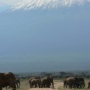 Amboseli National Park in Kenya with herds of elephants and views of Mount Kilimanjaro in Tanzania in the background. What could be more picture perfect?