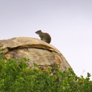 The rock hyrax is an incredible little creature; its closest genetic relative is the elephant! True fact. We spotted this little guy while driving to Lake Chala in Tanzania.