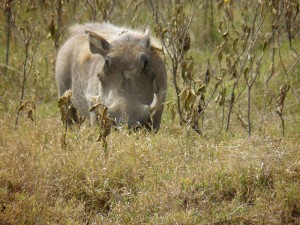 Warthogs may not be the prettiest creatures but they have an enormous amount of character, often described as very cheeky. We came across this guy while driving through Nkhotakota Wildlife Reserve in Malawi.