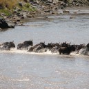 Wildebeest nervously cross the Mara River during the spectacle of the Wildebeest Migration in the Masai Mara National Reserve in Kenya.