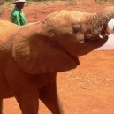 These orphaned elephants drink an enormous amount of baby formula everyday with their custom designed bottles at the David Sheldrick Elephant Orphanage in Kenya