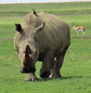 We love it when we see Rhino in the wild looking healthy and happy. It is predicted they will be extinct within 10 years unless drastic measures are taken to stop poaching.