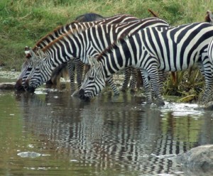 Zebras drinking from the cool waters of the Mara River
