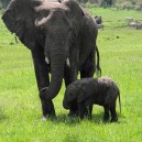 We came across this mum and baby in the Masai Mara National Reserve in Kenya. Our student group were over the moon to see this baby elephant in the wild.