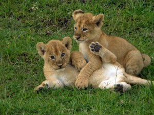 Look what we spotted on a game drive in East Africa! These lion cubs entertained us for hours.