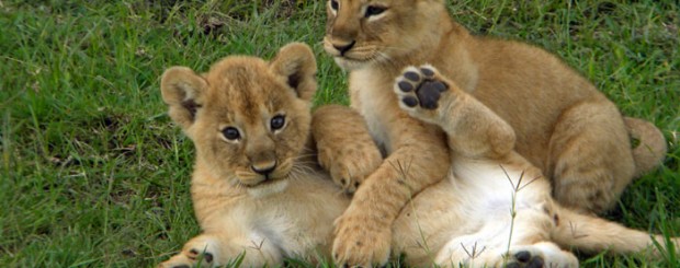 Look what we spotted on a game drive in East Africa! These lion cubs entertained us for hours.