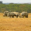 Endangered Rhino in the Serengeti NP