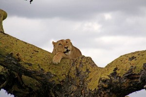 Dreaming of a budget  holiday to Africa with Africa Expedition Support