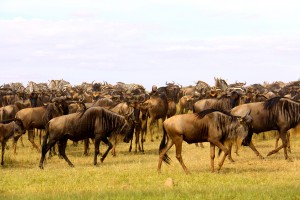 Don't miss the amazingly incredible great Wildebeest migration while on this budget safari to Africa!