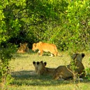 Every safari in the Masai Mara is full of surprises!