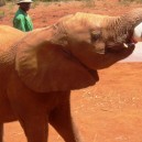 David Sheldrick Elephant Orphanage in Nairobi is definitely a highlight on our budget African safaris