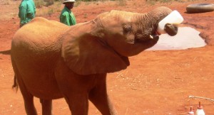 David Sheldrick Elephant Orphanage in Nairobi is definitely a highlight on our budget African safaris