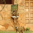 These baboons are pretty vain! See them in action on our 7 day accommodated safari to Kenya with Africa Expedition Support