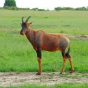 Not many people recognise this antelope when on an African safari to East Africa - she is a Topi