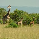 Absolutely incredible! Twin Giraffe with their mum in the Masai Mara Game Reserve in Kenya