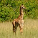 Oh so cute! Baby giraffe posing for us while on safari in Zambia.