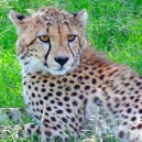 This young cheetah in the Masai Mara is enjoying the attention! See him and lots more while on safari with Africa Expedition Support.
