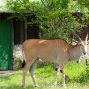 Not all animals are wild like the Eland who came to Aruba Camp in the Masai Mara as an orphan and stayed!
