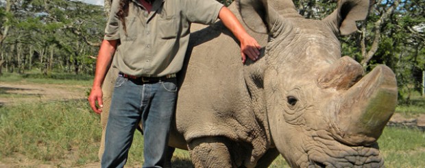 Giving Sudan the last male Northern White Rhino male in the world some words of encouragement at Ol Pejeta Conservancy, Kenya