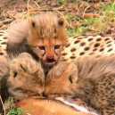 Cheetah cubs. Nothing is cuter or fluffier!