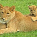 Mum keeping busy with her cubs in the Masai Mara, Kenya