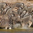 Zebra cooling off in the marshes of Amboseli NP