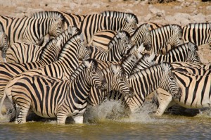 Zebra cooling off in the marshes of Amboseli NP