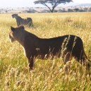 We spotted these lionesses in the late afternoon hunting in the Masai Mara National Reserve, Kenya while game viewing