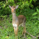 Mosi-oa-Tunya national park is the home to Victoria Falls but also a plethora of wildlife like dik dik’s one of the smallest antelopes in Africa.