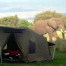 Elephants are incredibly gentle footed always going around obstacles including our Oz Tents