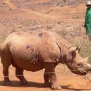 Visiting an orphaned Rhino at the David Sheldrick Elephant orphanage is always a highlight on our Cairo to Cape self drive holiday
