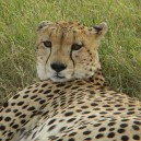 A young cheetah keeps a watchful eye over us in the Masai Mara National Reserve