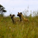 These hyenas in Amboseli National Park are using the long grass to hide as they scout for their next meal